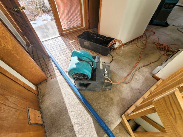 Best Mold removal after water damage  in Clayton, GA