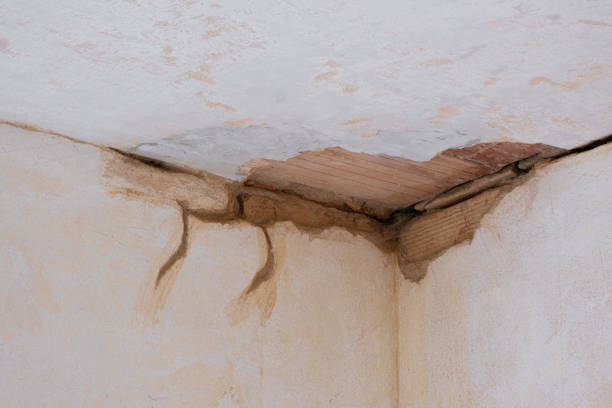 Best Mold removal after water damage  in Clayton, GA