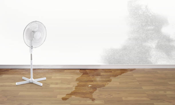 Best Water damage contractors near me  in Clayton, GA